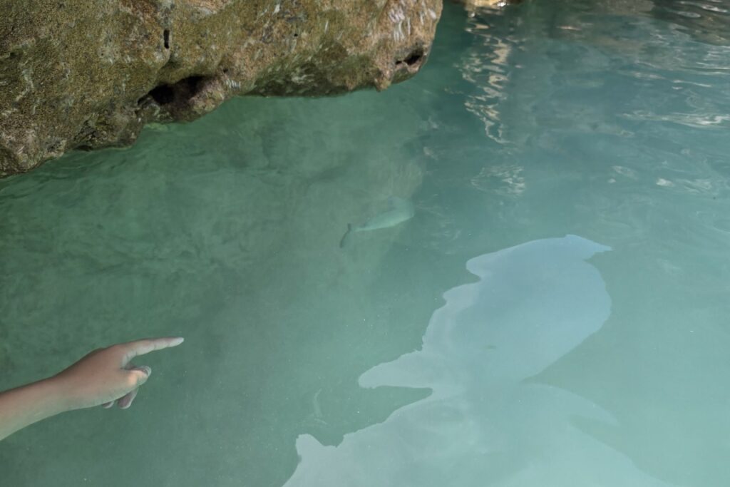 Port_Royal_Cove_At_Horseshoe_Bay_Pointing