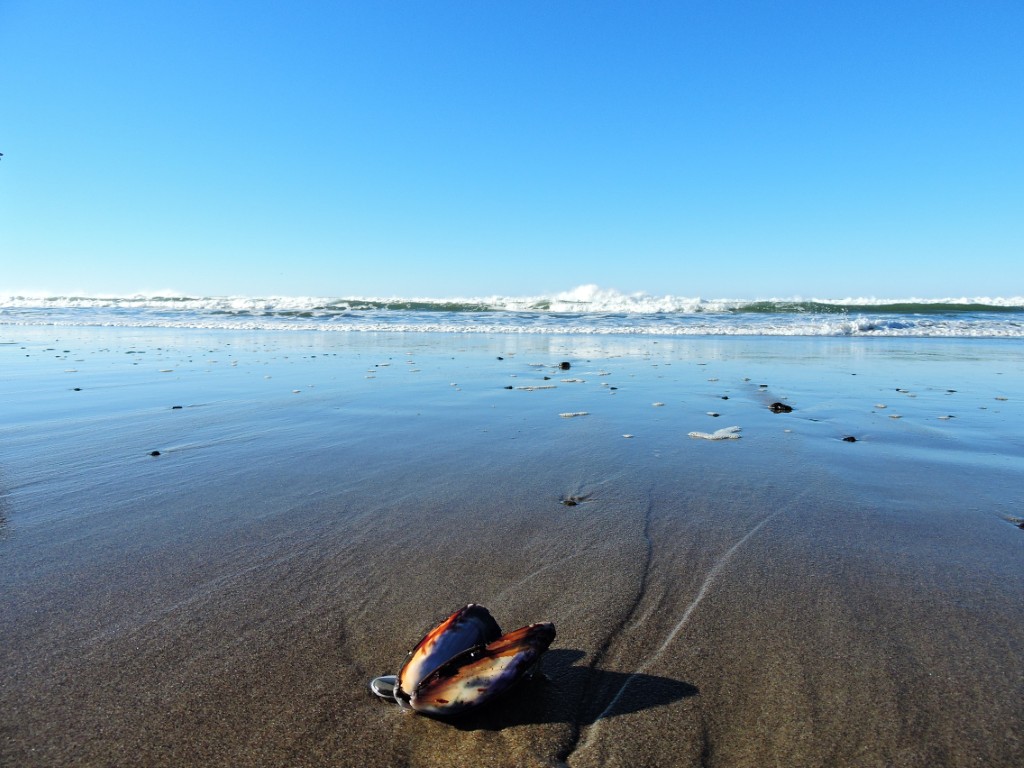 Pacific City Beach
