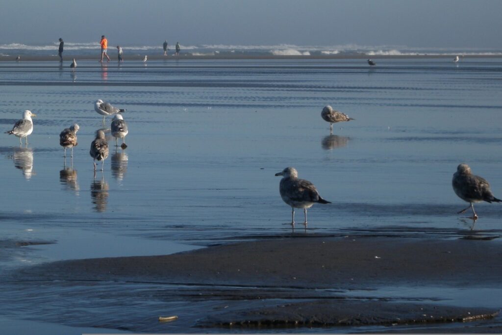 Oregon Coast Family Vacations - Seaside_Beach_Oregon_Seagulls_
