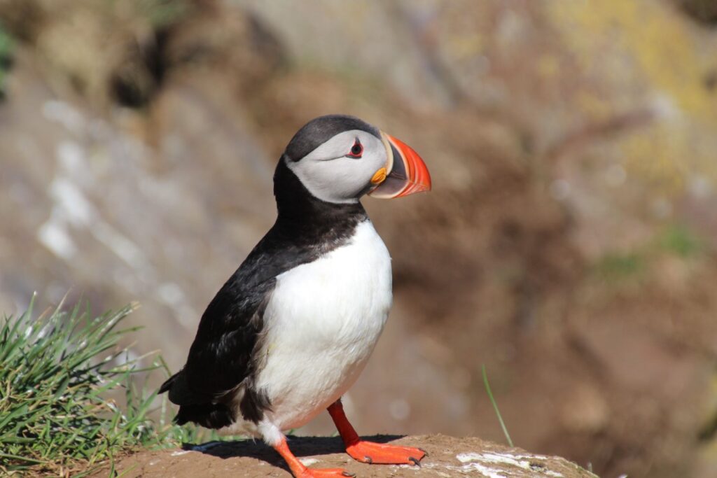 puffins