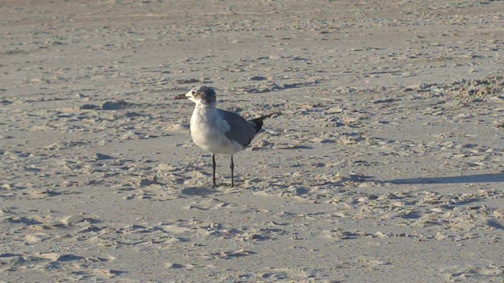 10 Eco-Friendly Beach Activities To Enjoy Without Harming Nature (12)