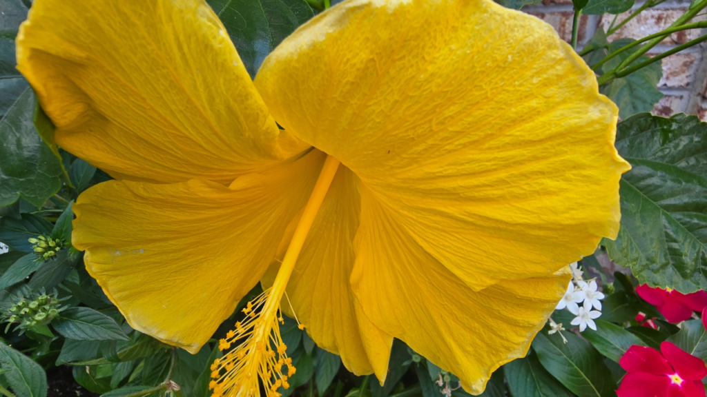 Yellow hibiscus flower in full bloom