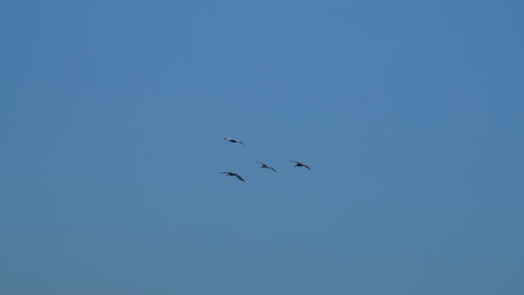 Birdwatching near the dunes seeing palicans fly by