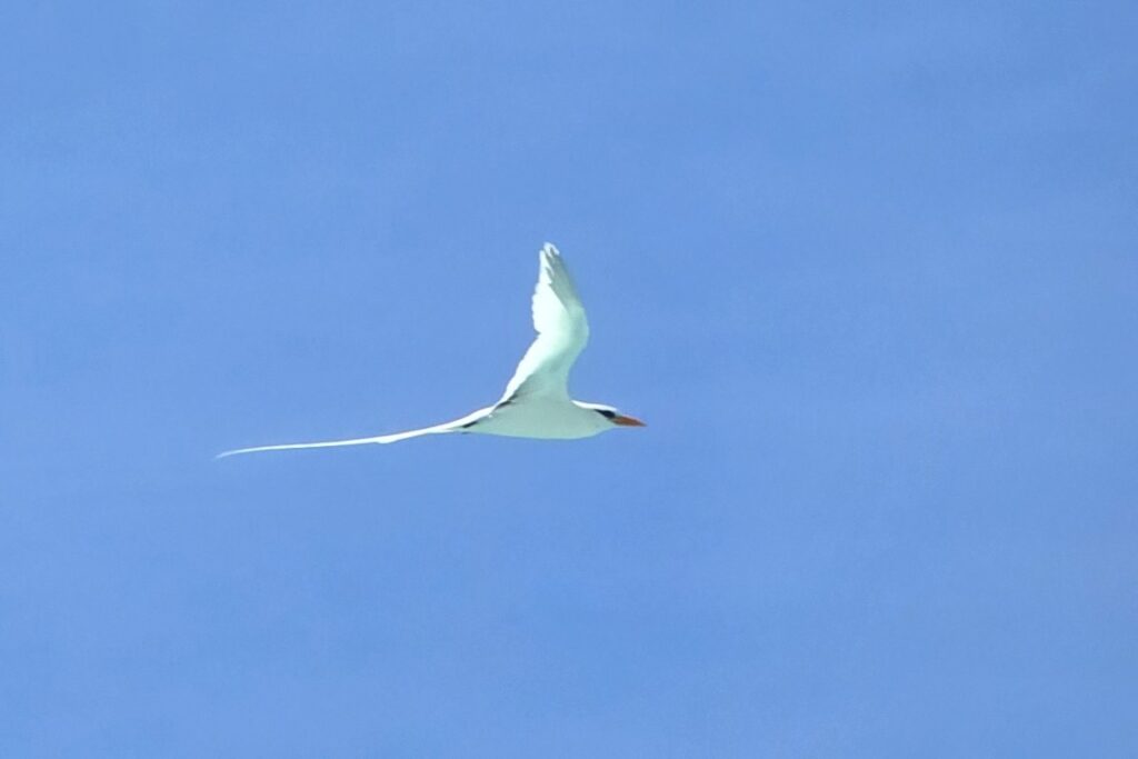 Bermuda_Longtails_Flying_At_Horseshoe_Bay_During_My_Bermuda_Family_Vacation