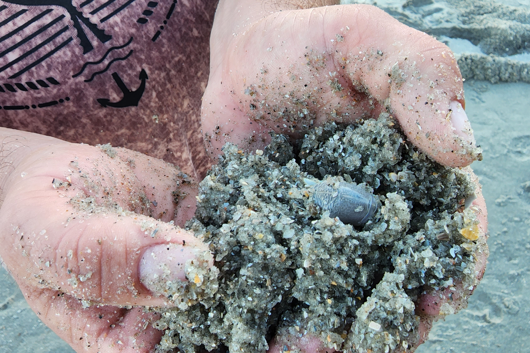 Eco-Friendly_Family_Beach_Vacations_Destinations_and_Activities_Sea_Life